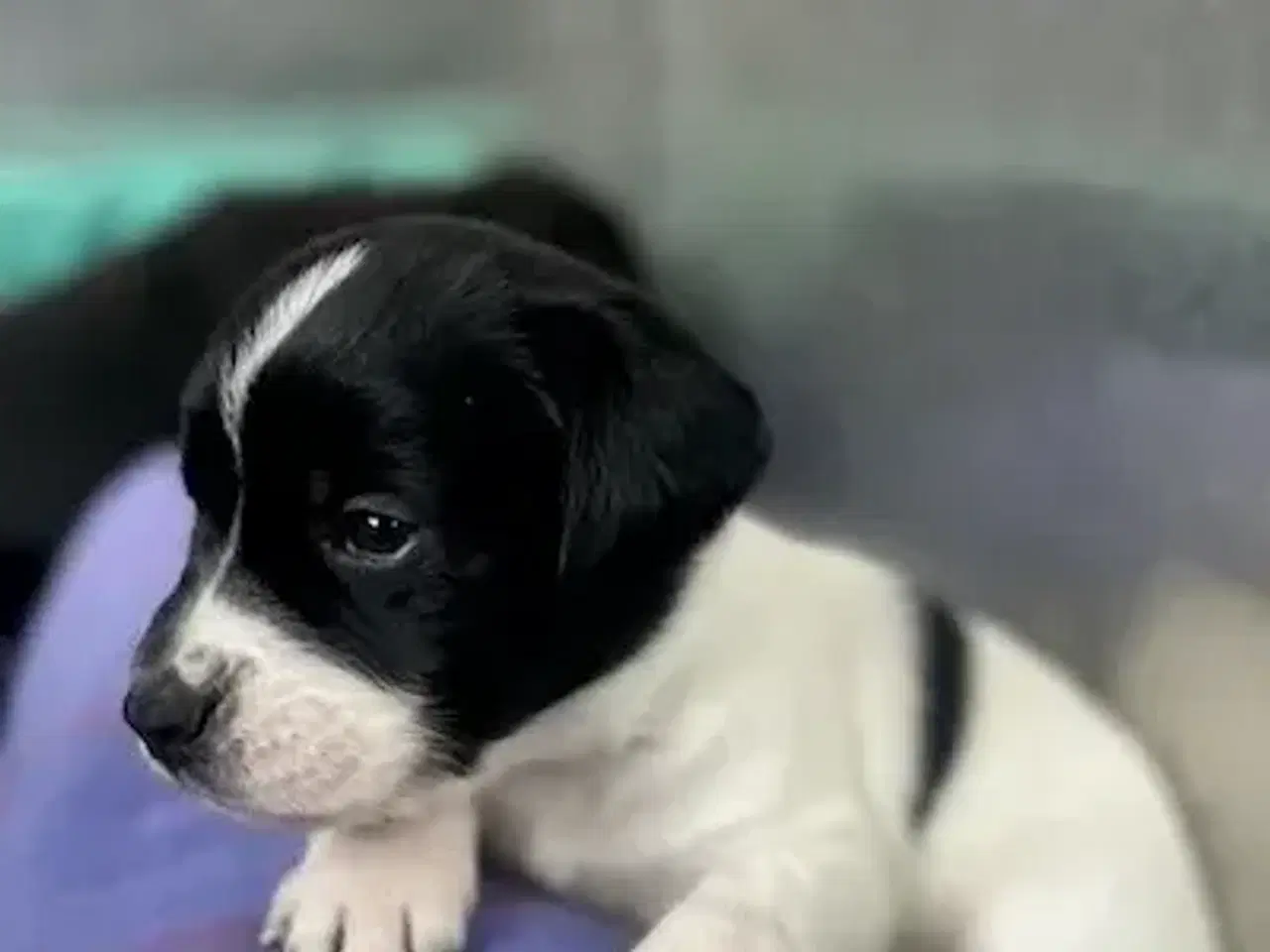 Billede 1 - Hundehvalpe