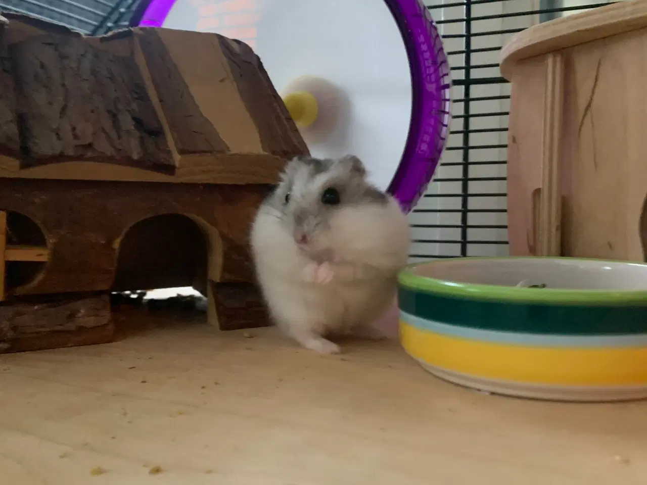 Billede 4 - Hamster