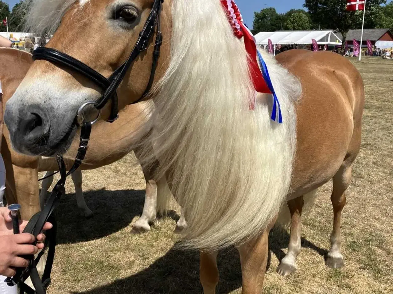 Billede 5 - Haflinger hoppe til avl eller hygge 