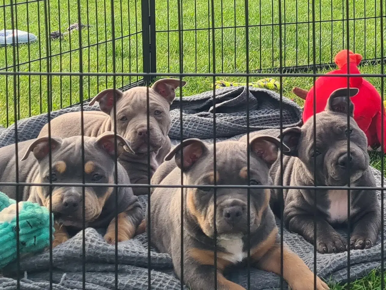 Billede 2 - American Bully pocket  Blå dreng 