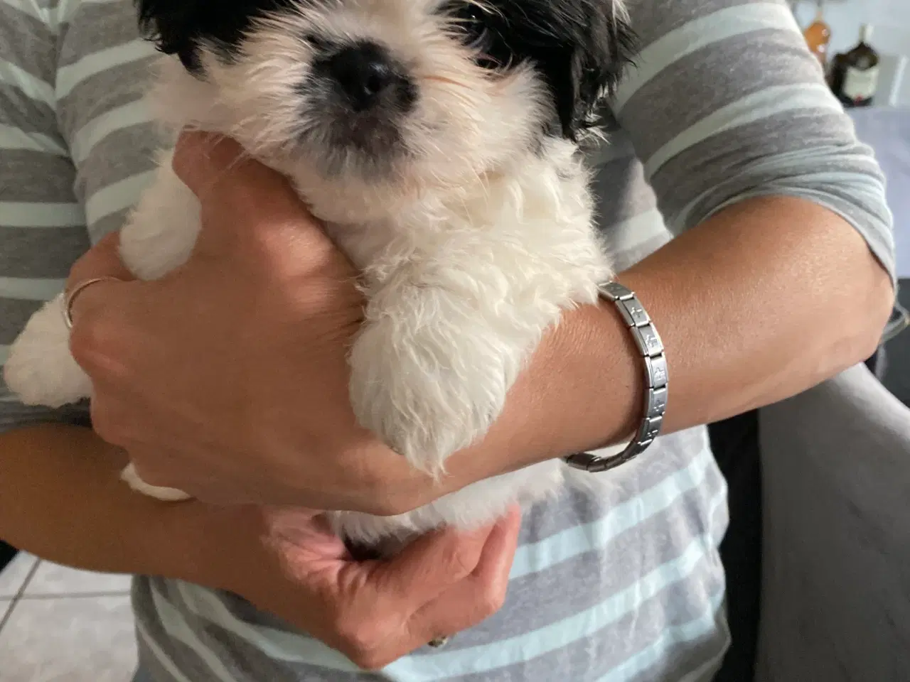Billede 4 - Shih Tzu Hvalpe salgsklar