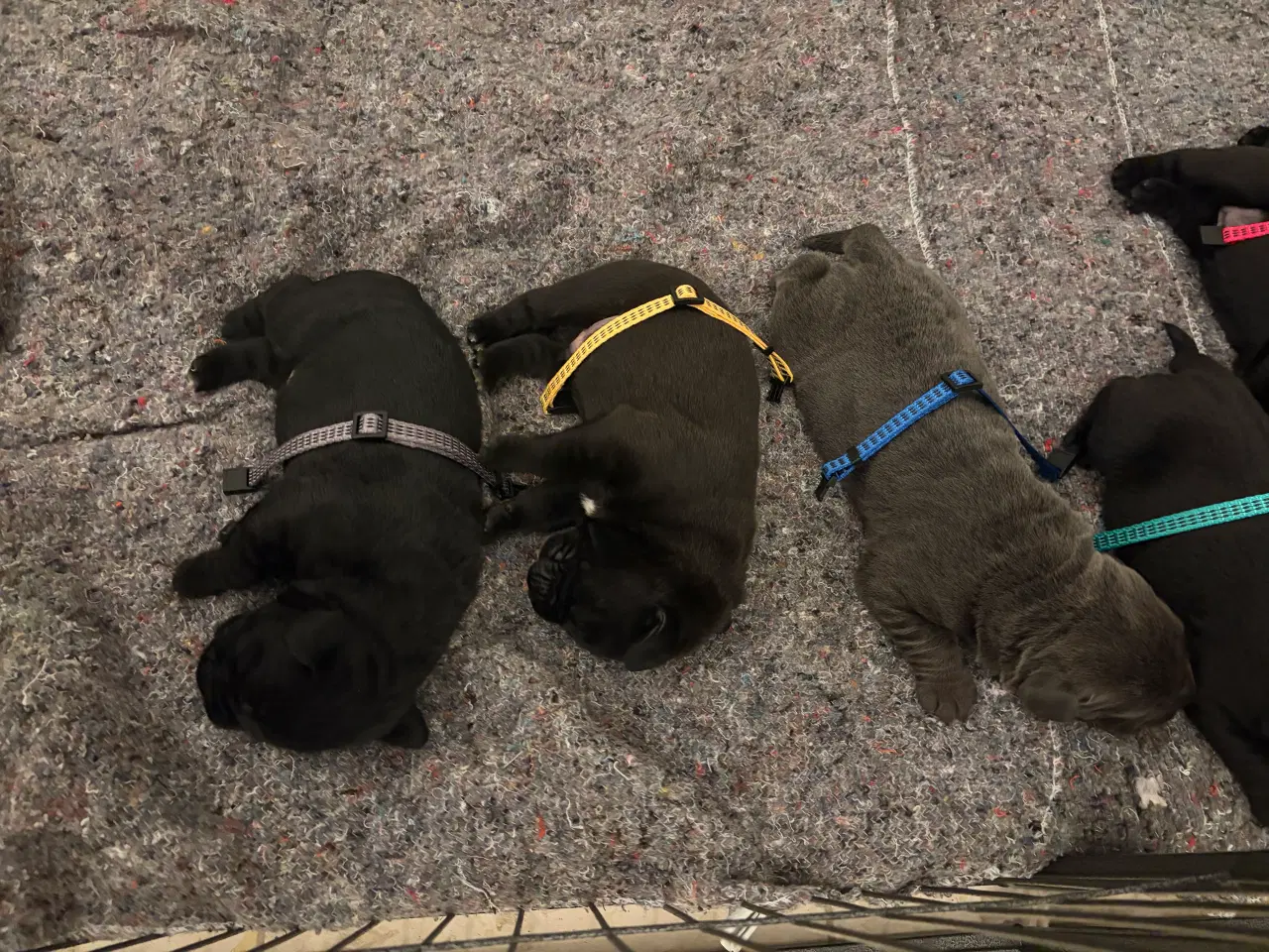 Billede 2 - Staff / Cane Corso/ labrador 