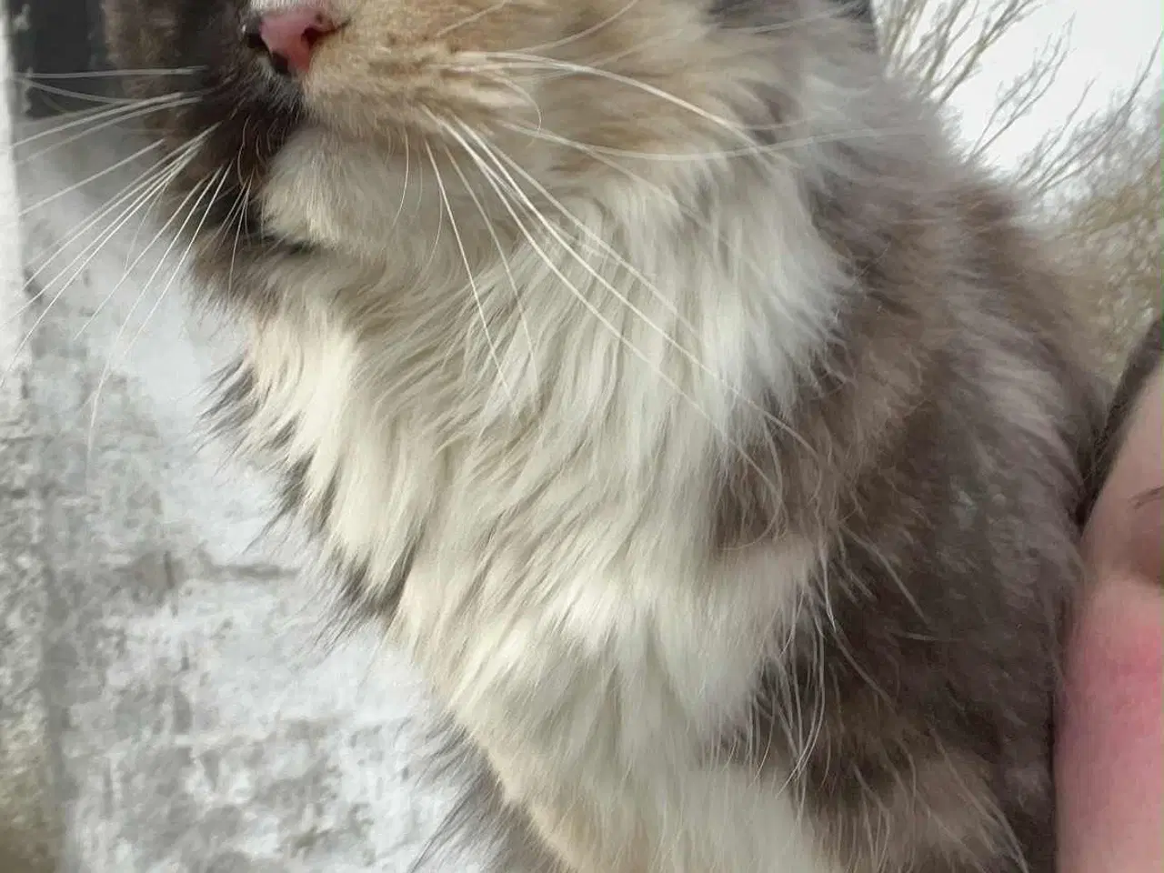 Billede 20 - Han-killing, Maine Coon-blanding 