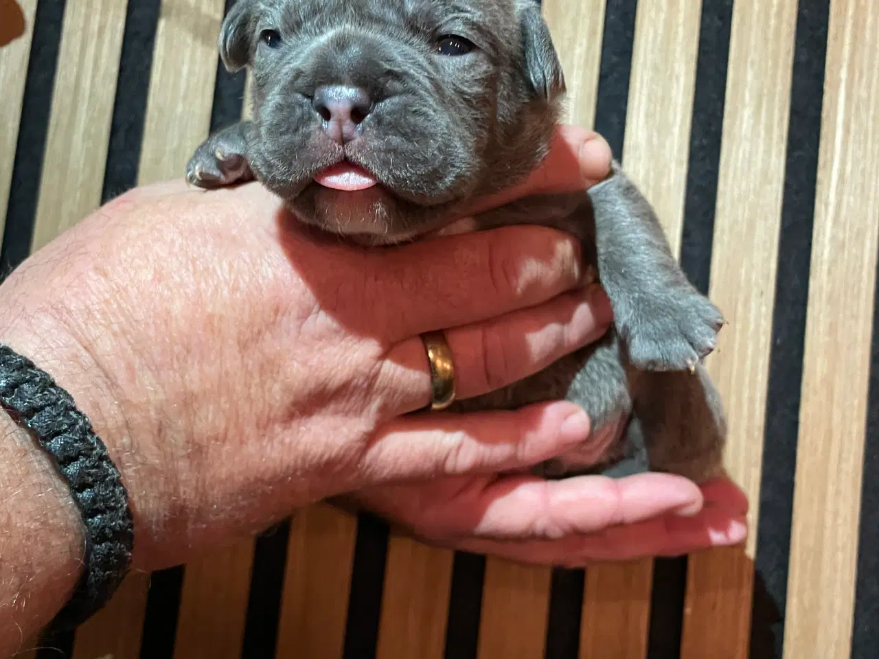 Billede 7 - New english bulldog/ Fluffy Frenchie hvalpe