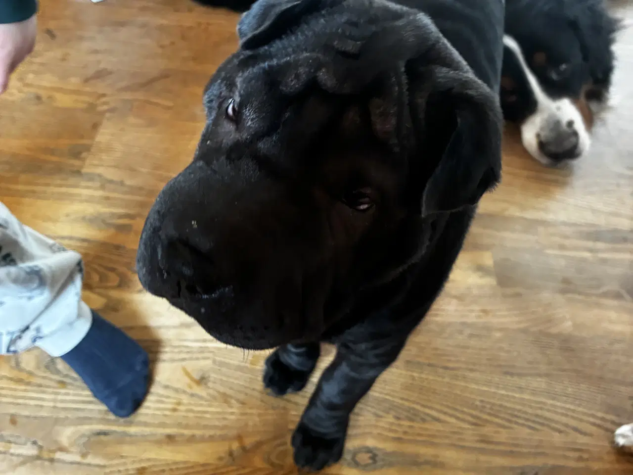 Billede 1 - Smuk shar pei 