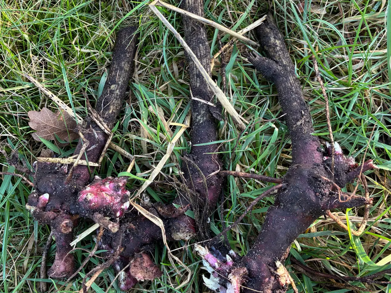 Billede 2 - Yacon - kraftige rødder/aflæggere