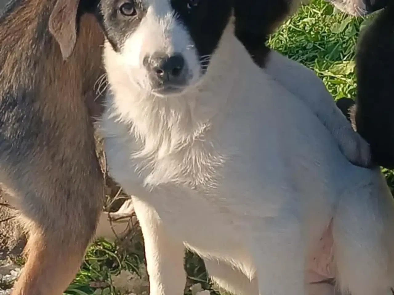 Billede 6 - Søde Muriel søger sit 4ever hjem