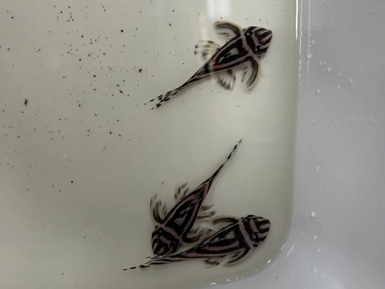 Billede 6 - L46 Hypancistrus Zebra