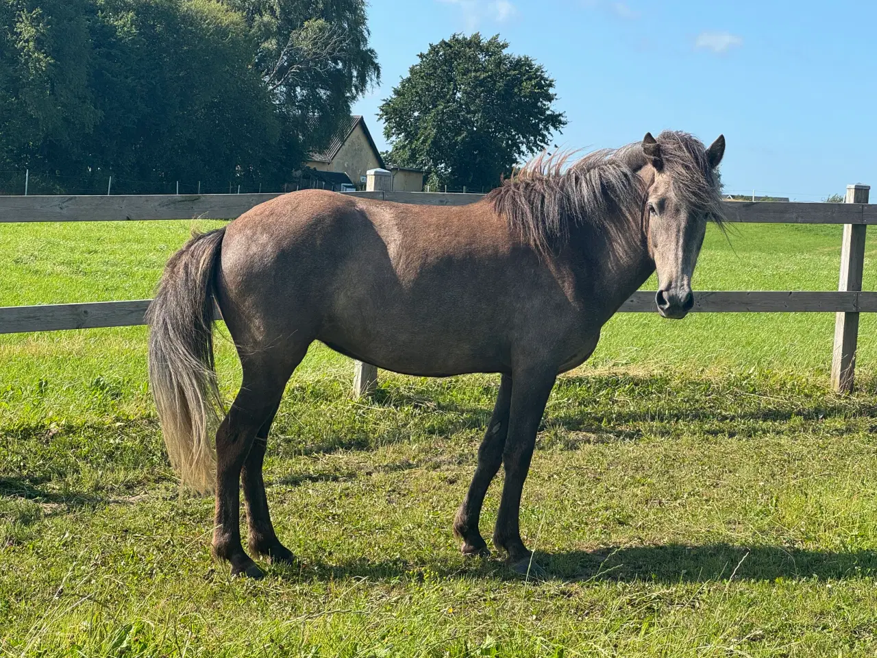 Billede 4 - Lækker 4 års islænder hoppe