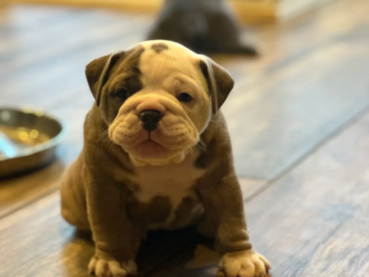 Billede 5 - Old English Bulldog 