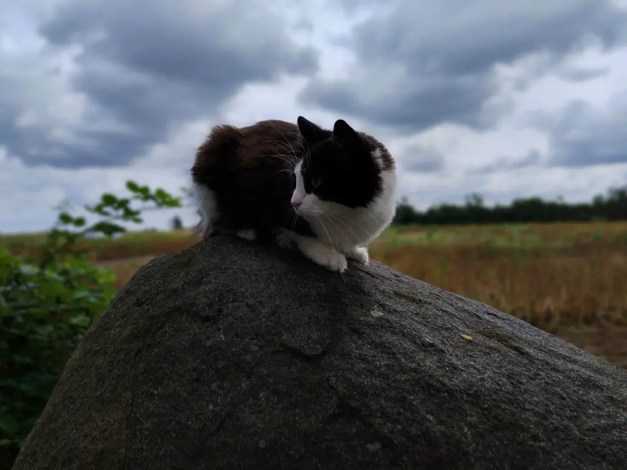 Billede 4 - 2 Hun katte