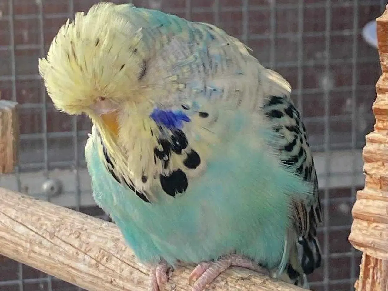 Billede 1 - Smuk engelsk undulat