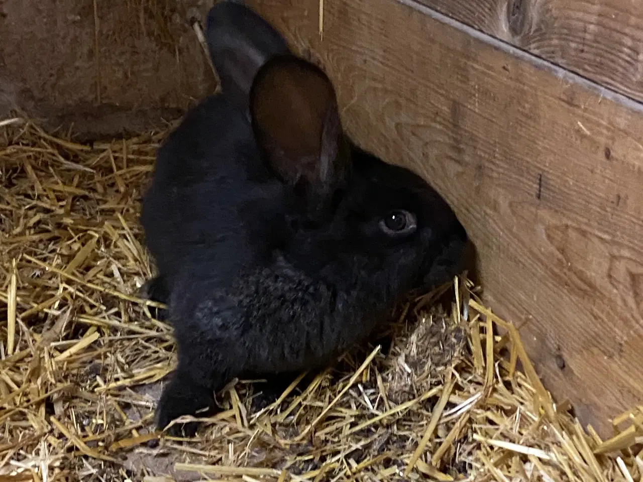 Billede 6 - Belgisk kæmpe - renracet