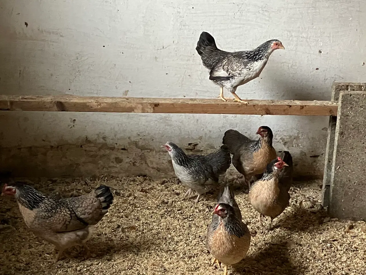Billede 1 - Flotte dværghøns