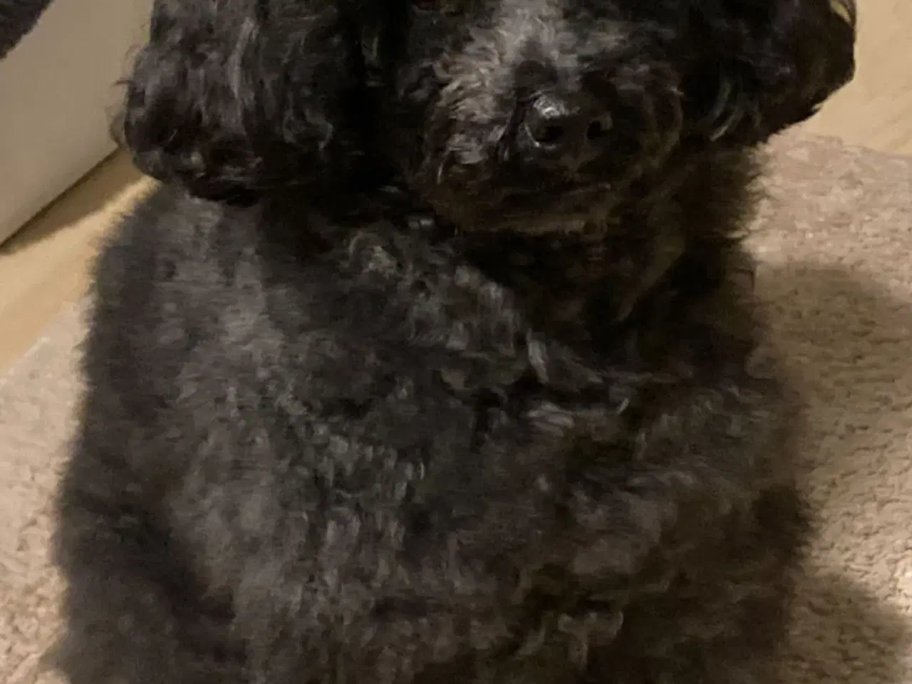 Billede 13 - 5 ugers Dværgpudel drenge