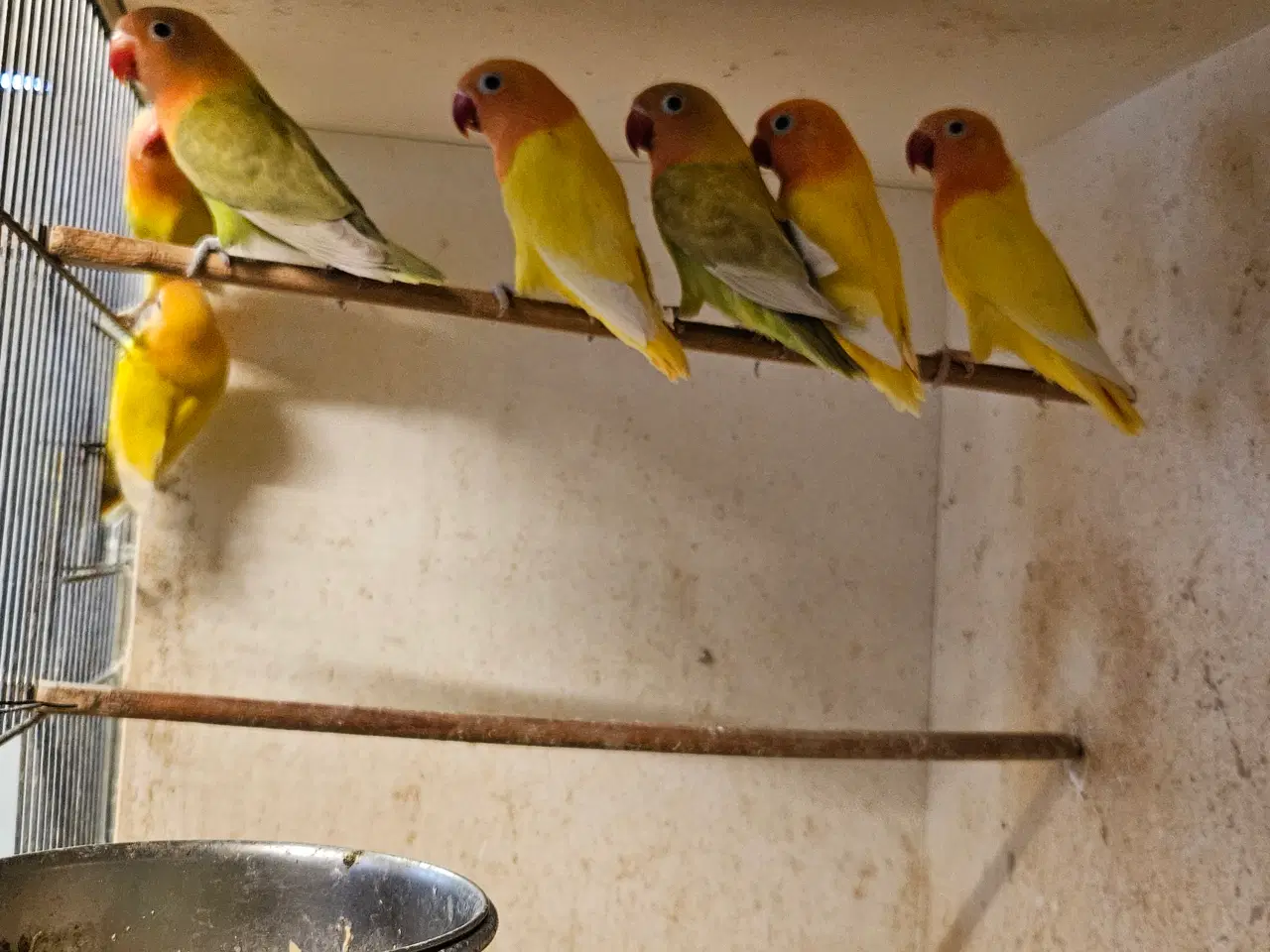 Billede 1 - Rødhovedet Dværgpapegøjer