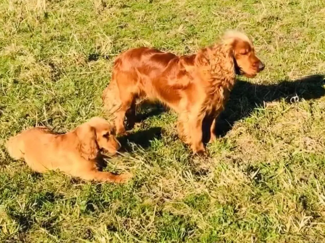 Billede 18 - Engelsk Cocker spaniel