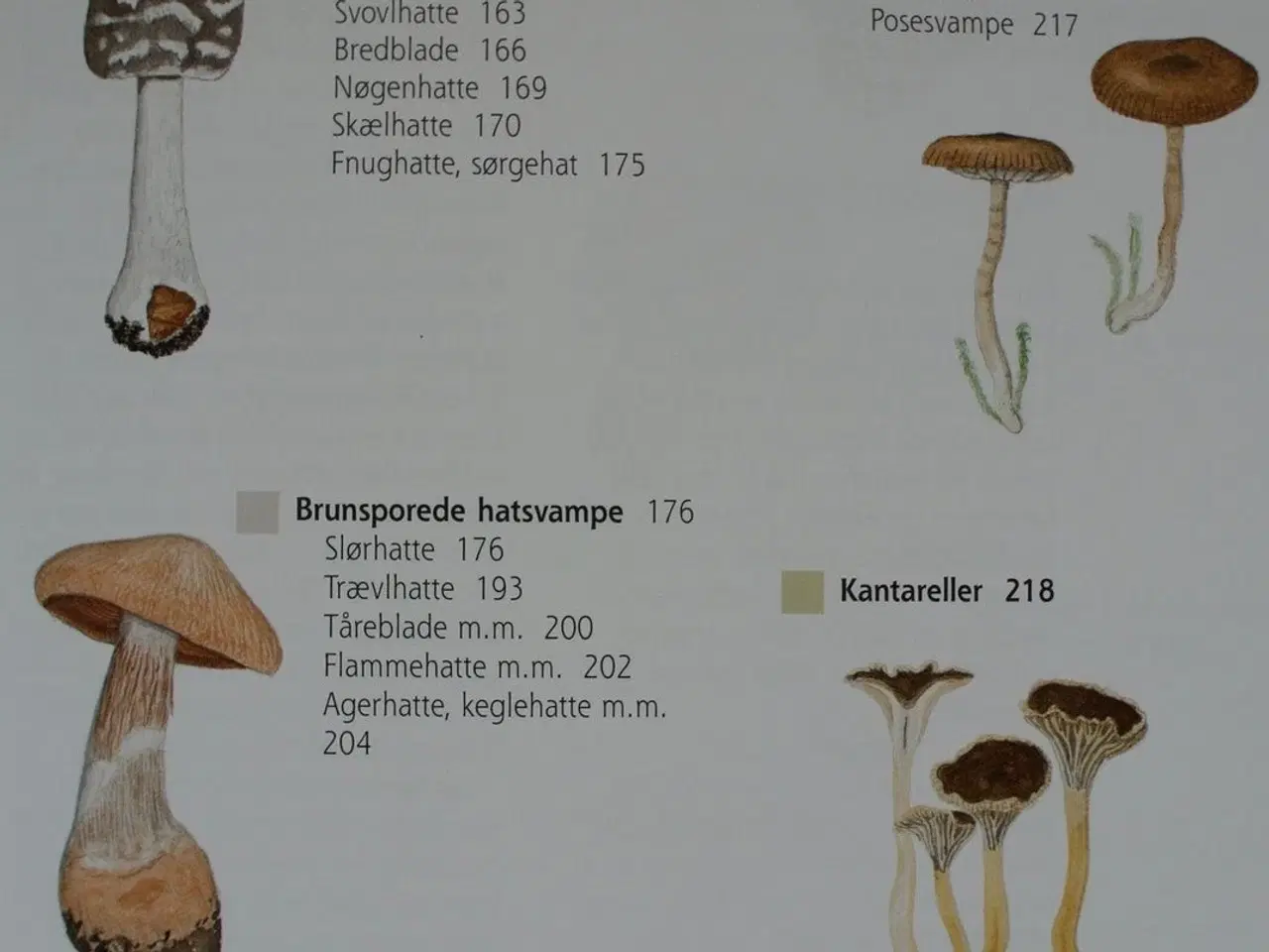 Billede 3 - svampe i farver, af henning knudsen