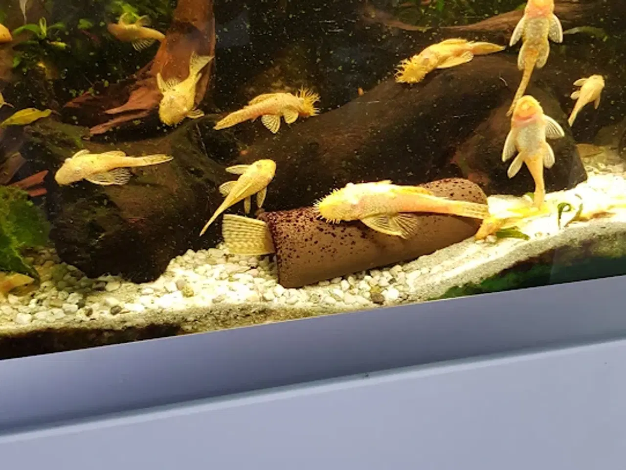 Billede 1 - De gule 20 kr. stk.