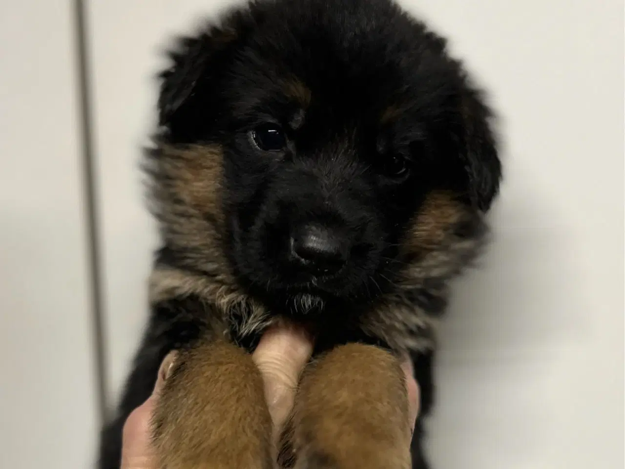 Billede 4 - Langhåret og korthåret schæfer hvalpe