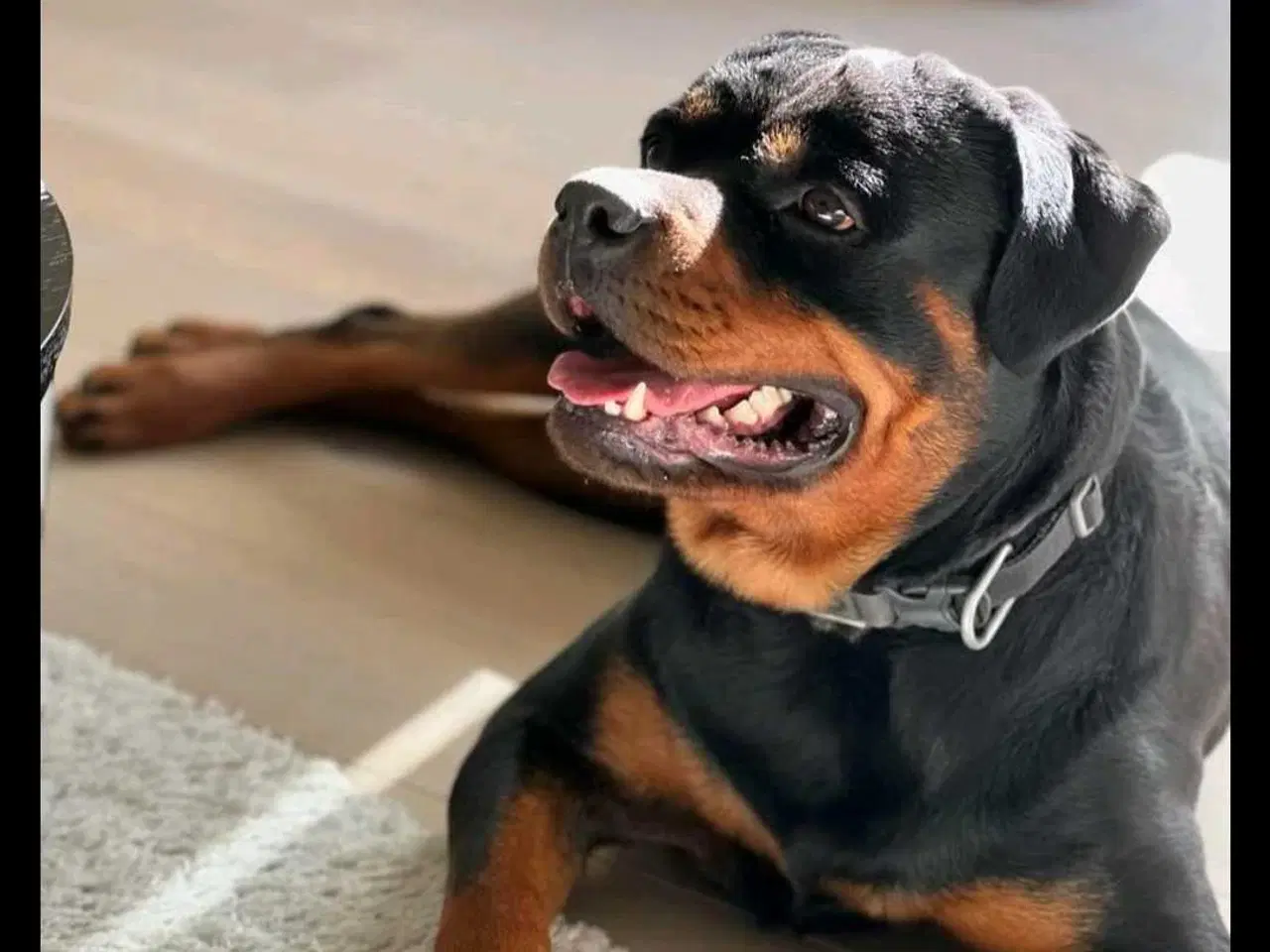 Billede 1 - Rottweiler tæve 2 år