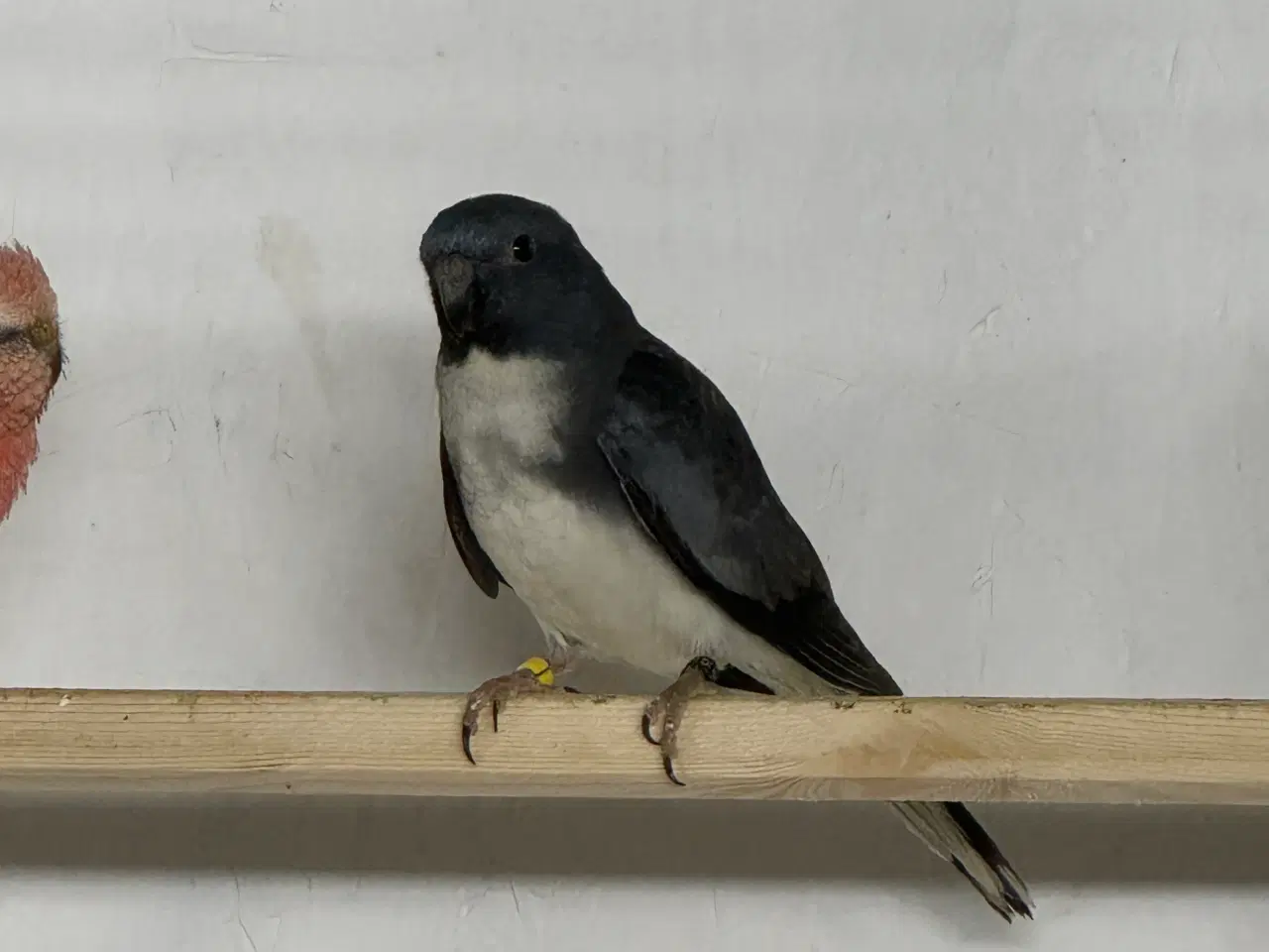 Billede 1 - Splendit Hvidbrystet