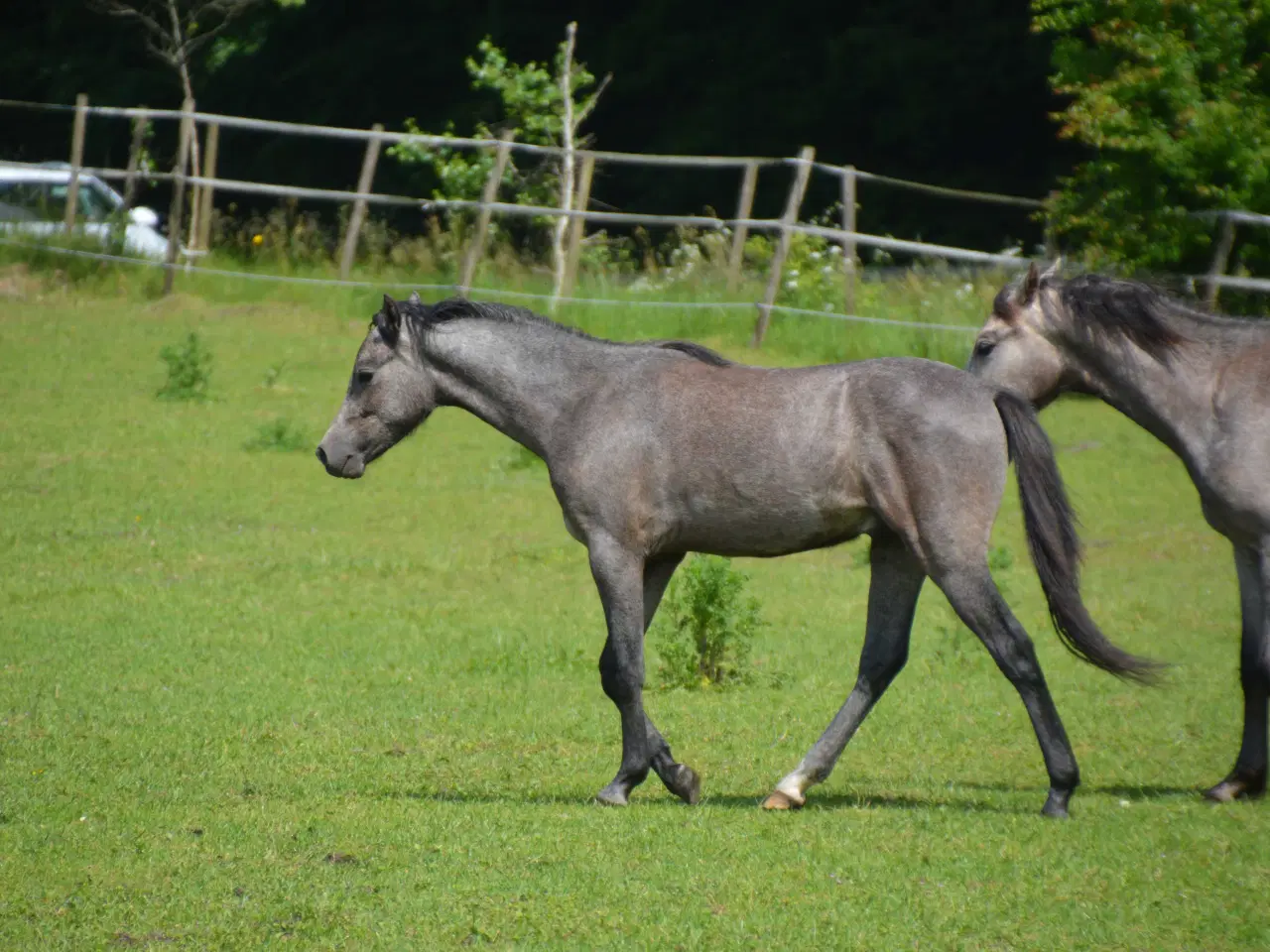 Billede 4 - 2 års welsh hingst 