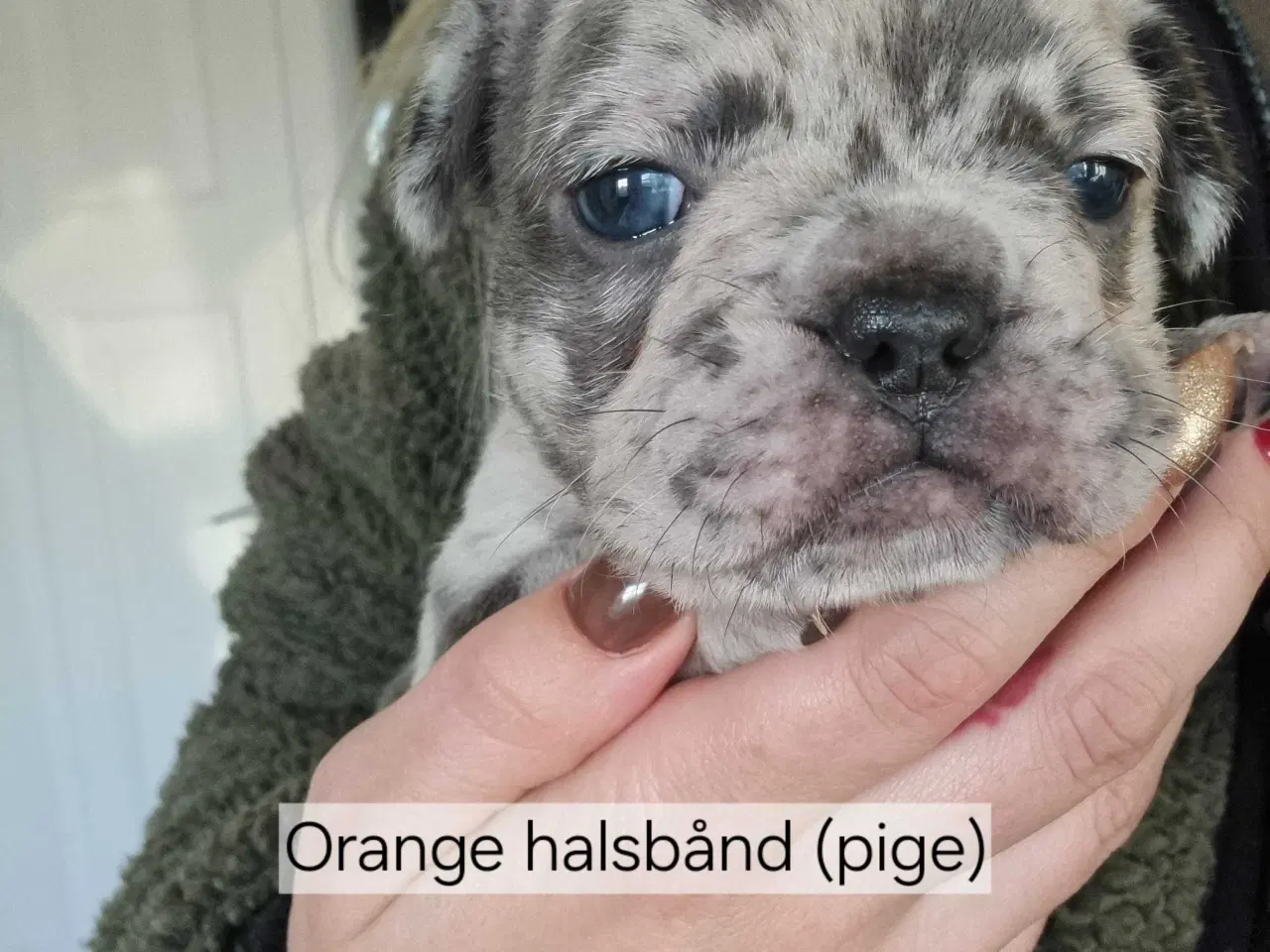 Billede 1 - Fransk bulldog hvalpe