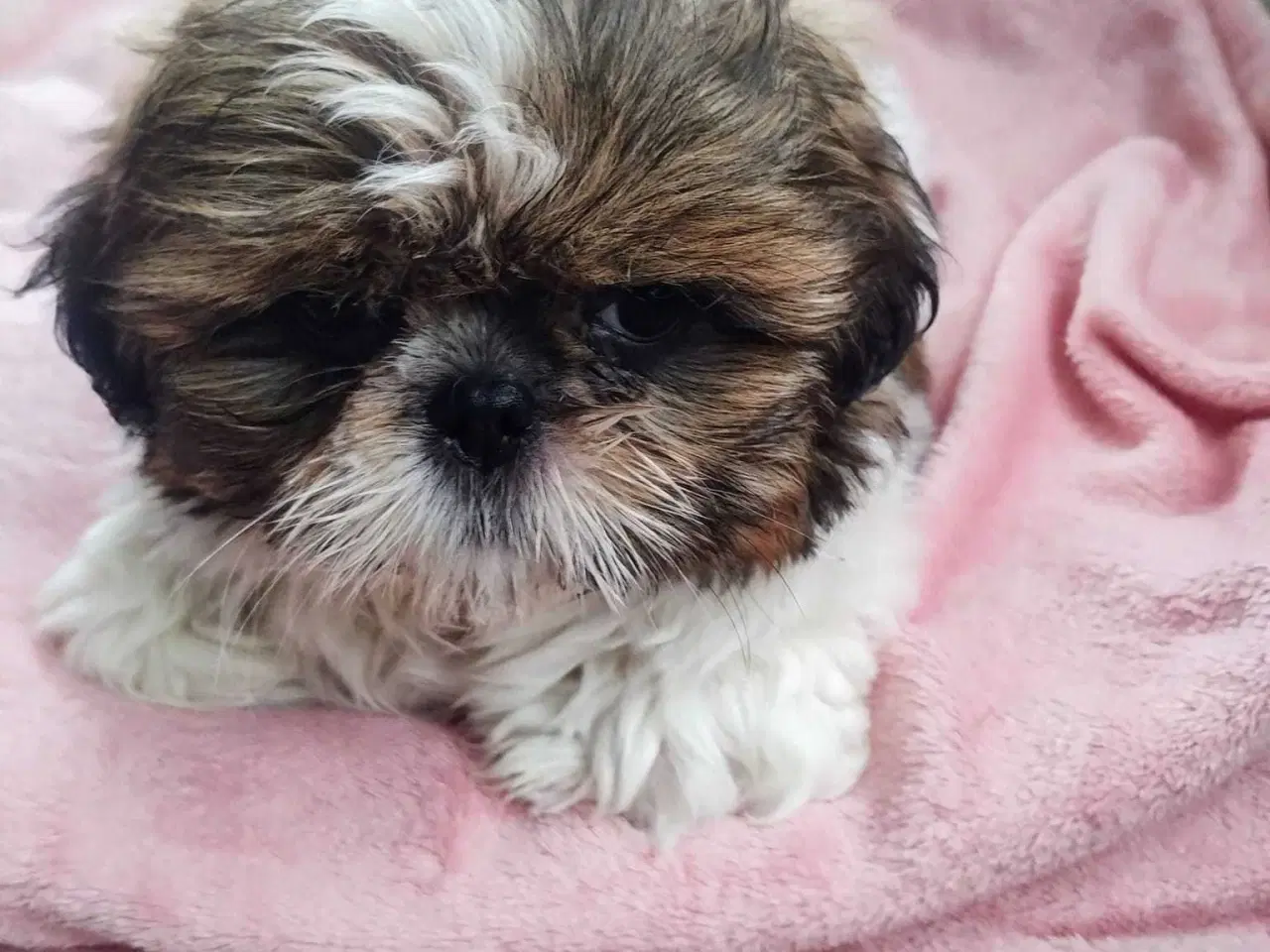 Billede 16 - Tu vidunderlige Shih Tzu
