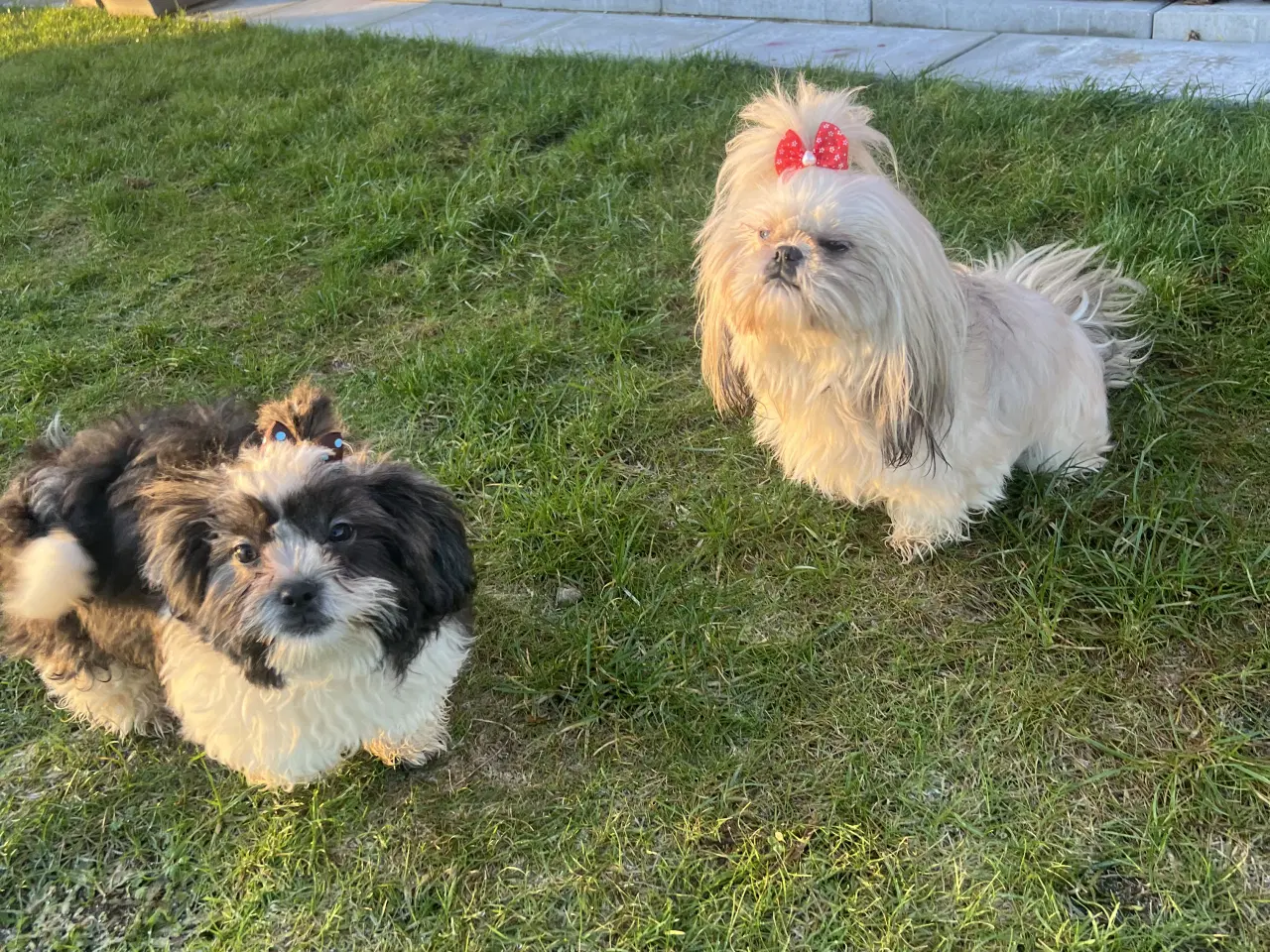 Billede 11 - Shih Tzu blandet race(sidste hvalpe