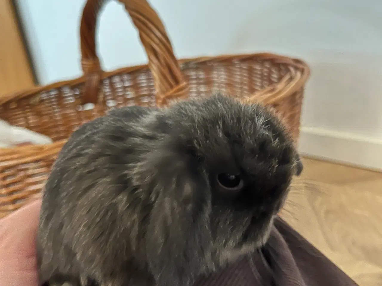 Billede 5 - 5 minilop unger på 8 uger