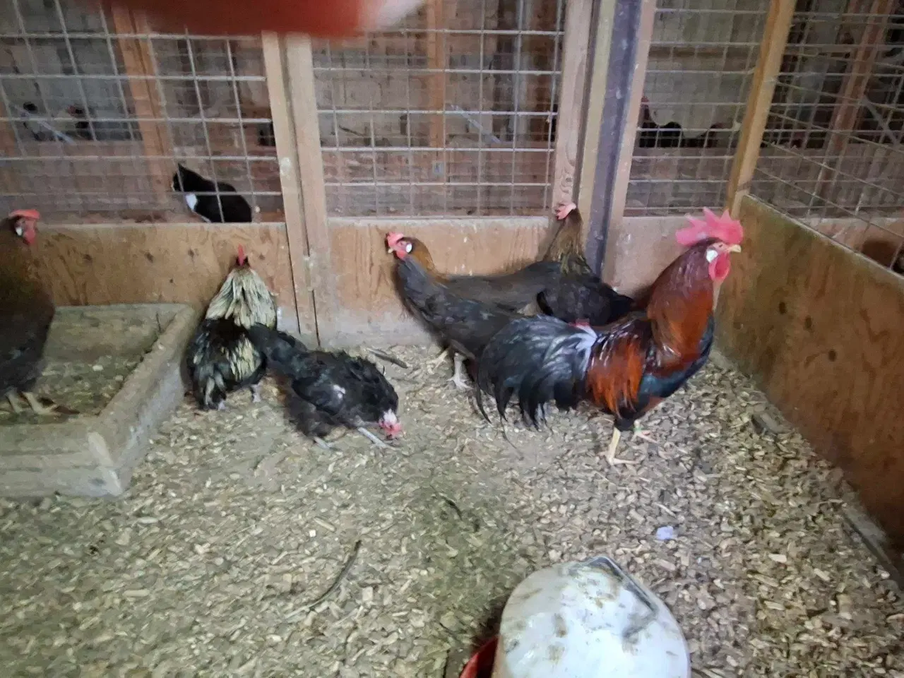 Billede 4 - Høns