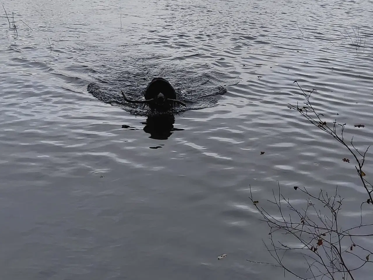 Billede 3 - Landseer, Berner Sennen + Newfie