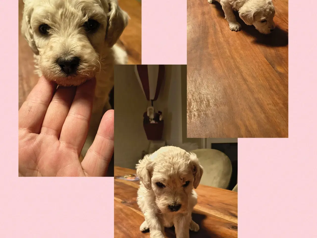 Billede 1 - Sødeste små mellem puddeler 