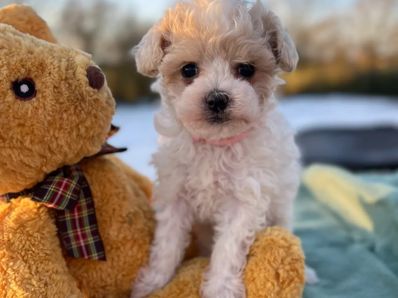 Billede 9 - Mini Maltipoo