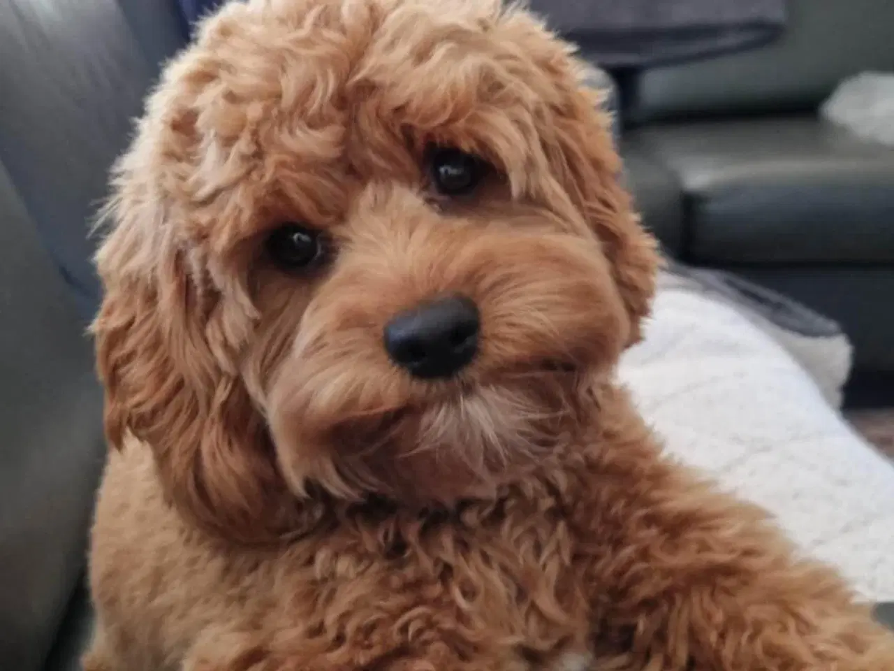 Billede 1 - Smukke Cavapoo hvalpe
