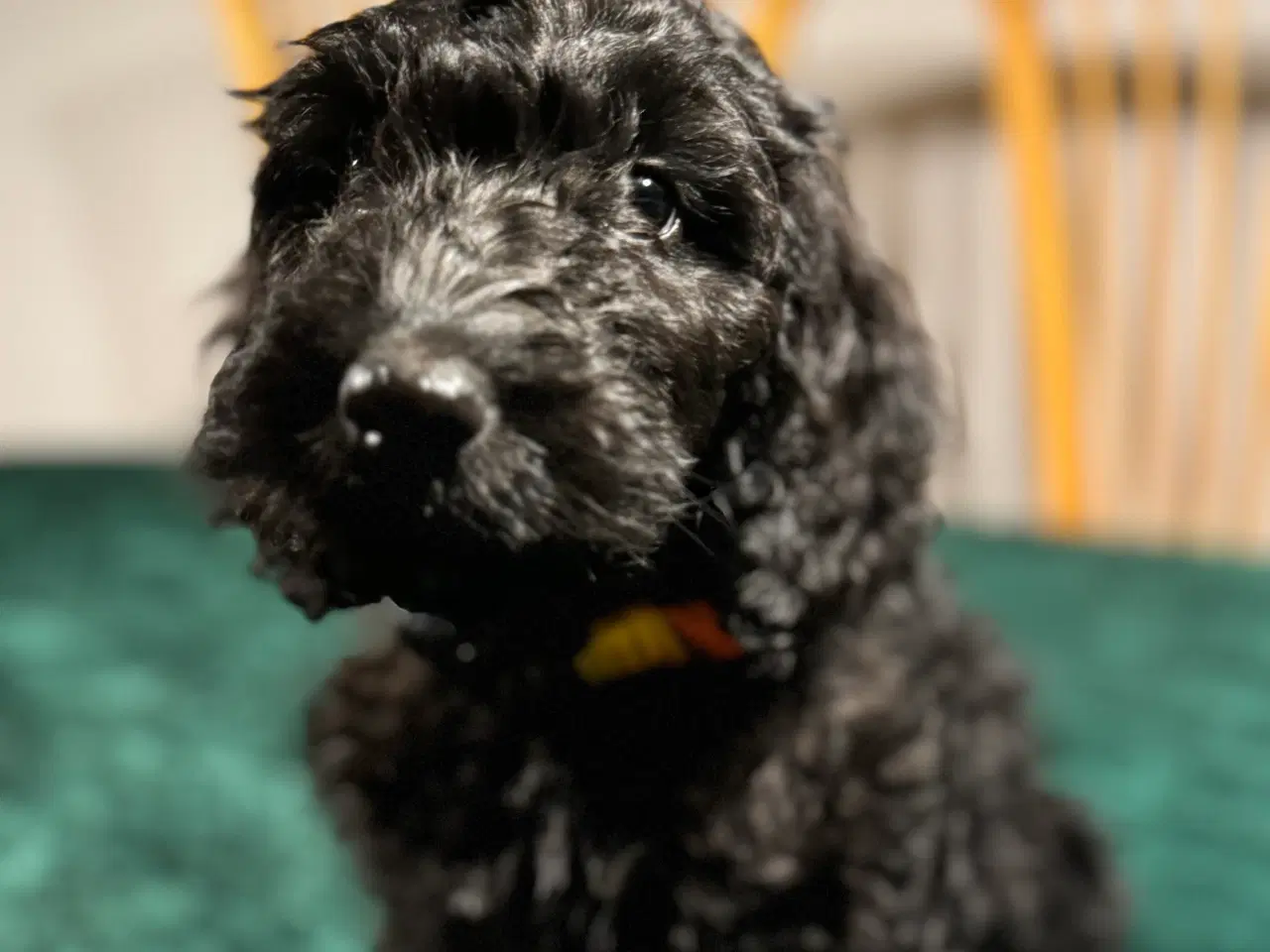 Billede 13 - Cockapoo / Cockerpoo / Doodle. Ny pris