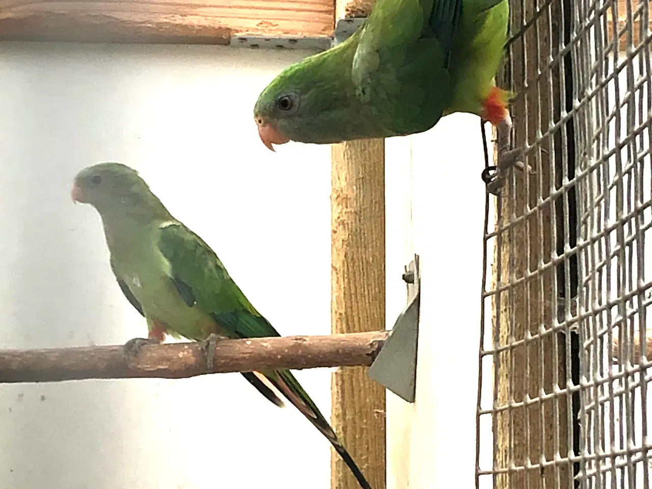 Billede 1 - Barraband hun