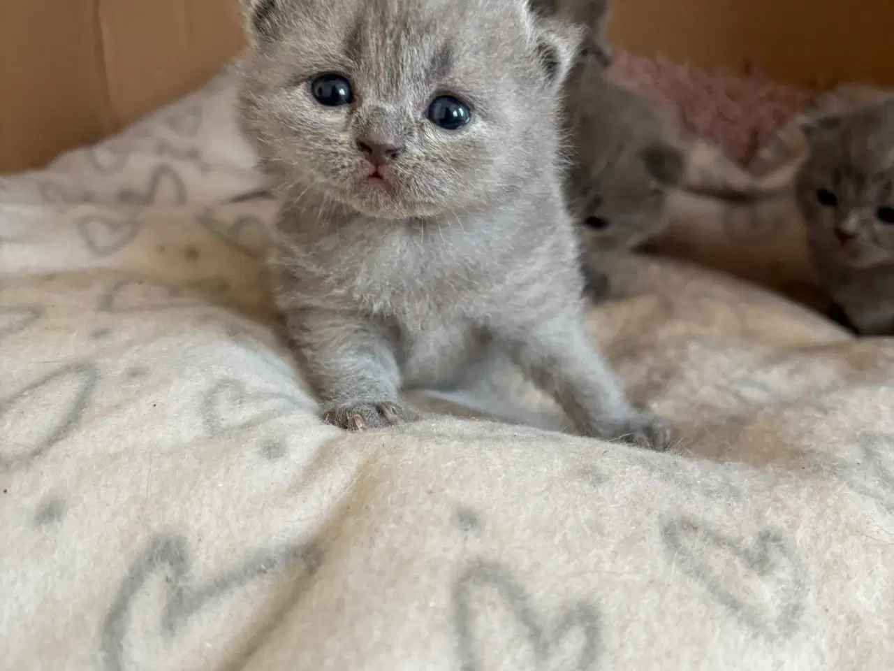 Billede 5 - British shorthair killinger