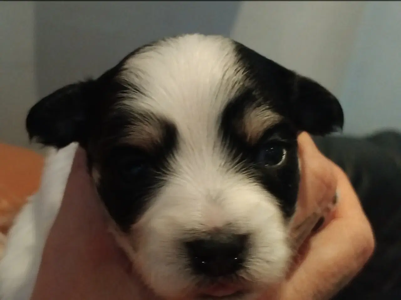 Billede 6 - Lækre hvalpe klar til at flytte d 1/3