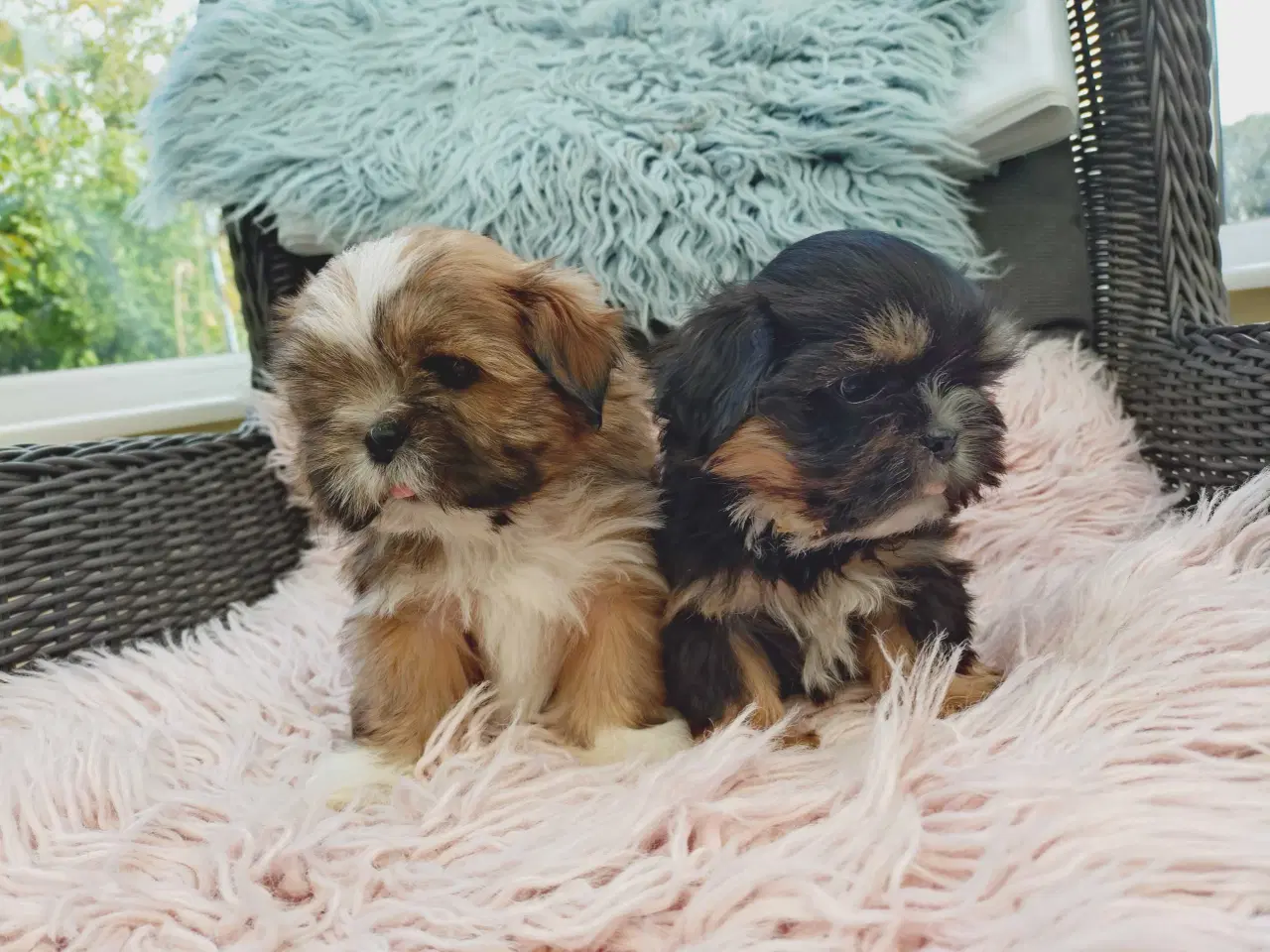 Billede 6 - Lhasa apso hvalpe med stambog 