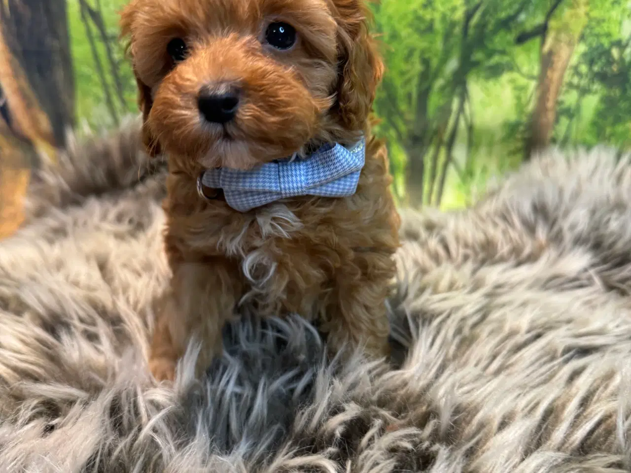 Billede 9 - Maltipoo  