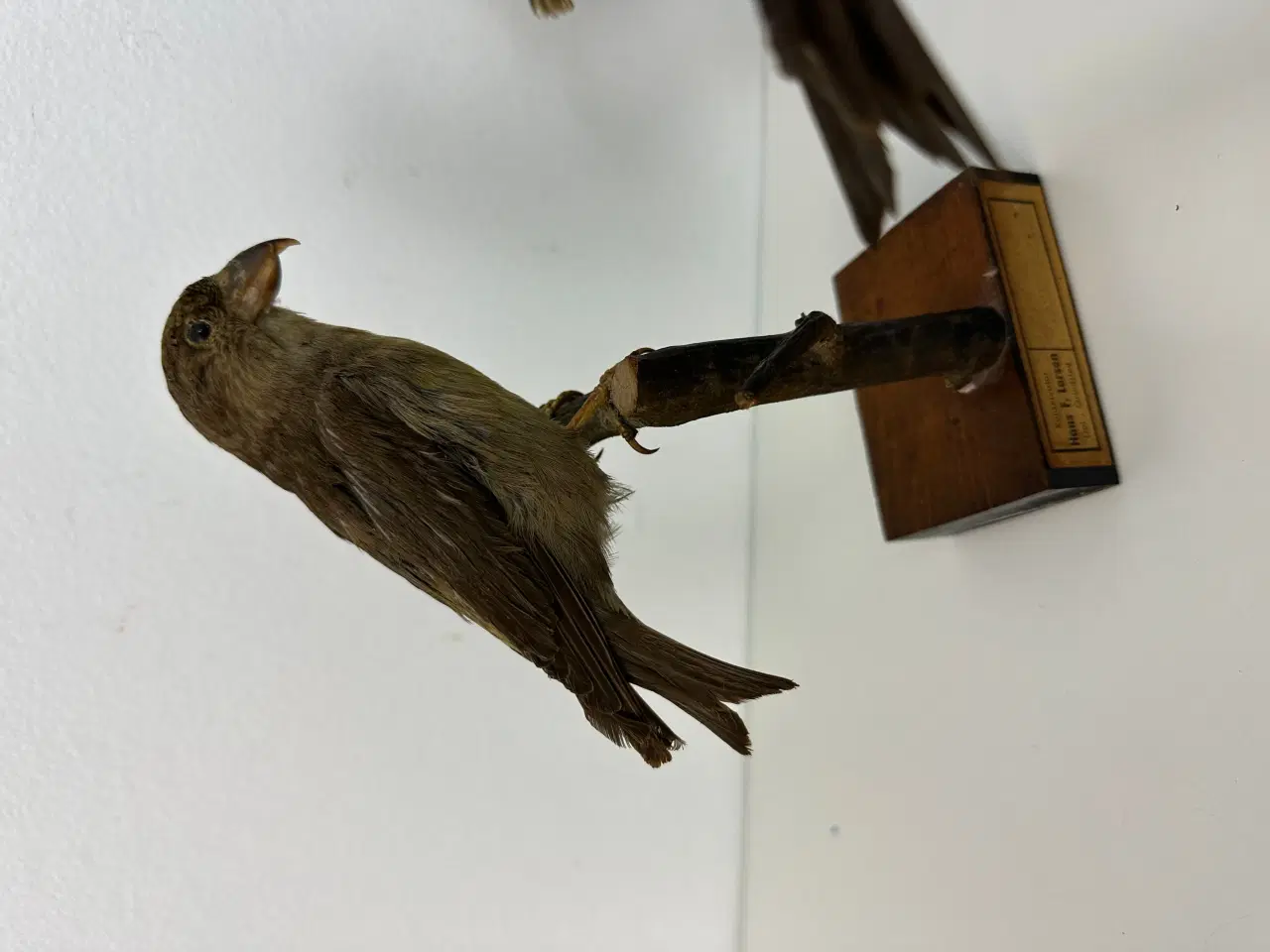 Billede 3 - Div. udstoppede småfugle (400kr pr. stk)