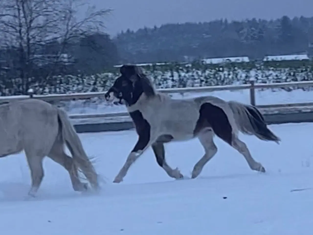 Billede 8 - 2 års islænder hingst