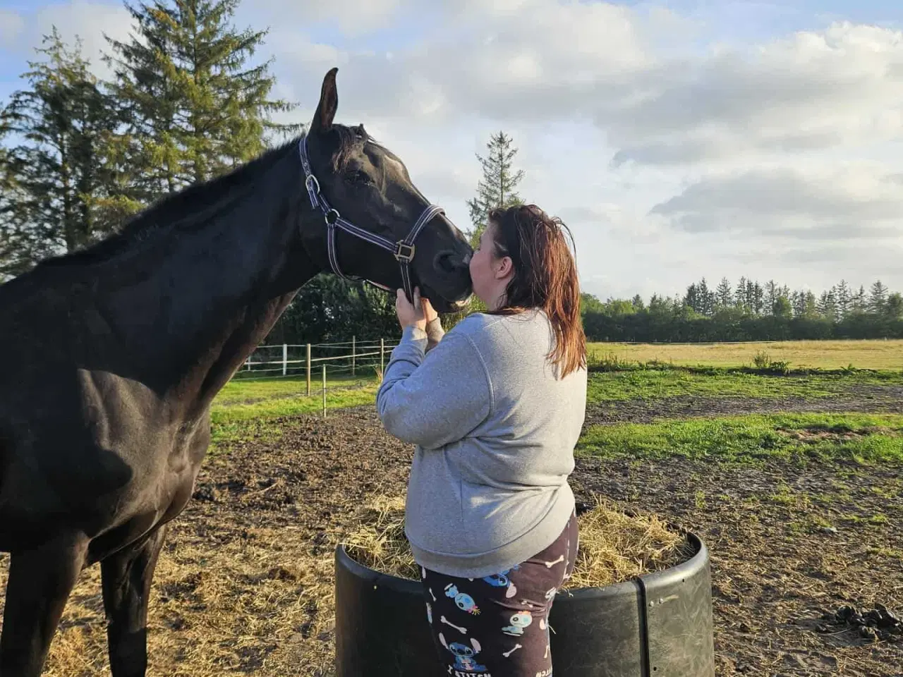 Billede 6 - Hannovaraner hoppe fra 2012