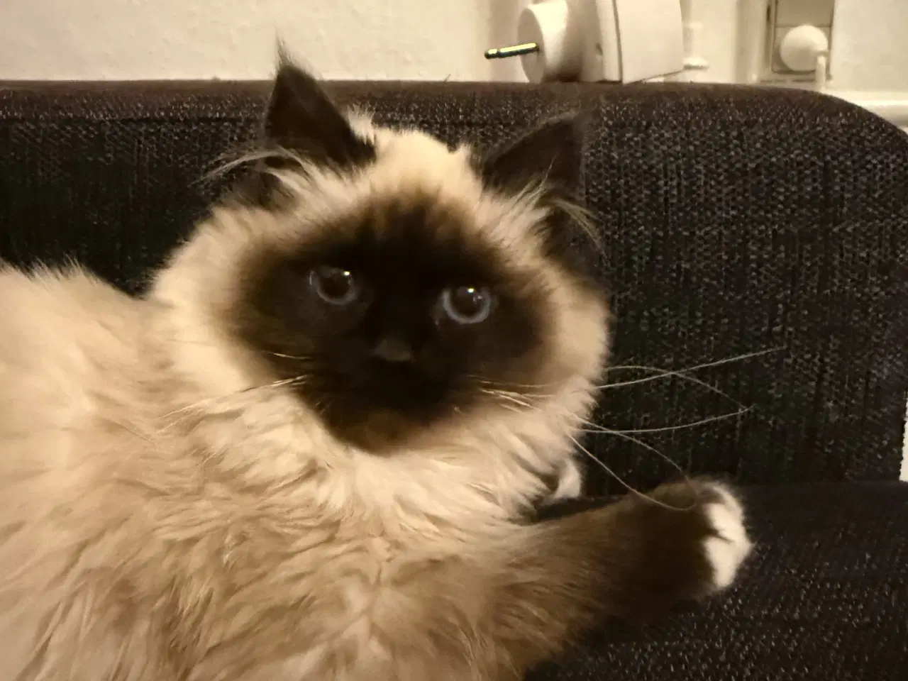 Billede 2 - Hellig birma killing