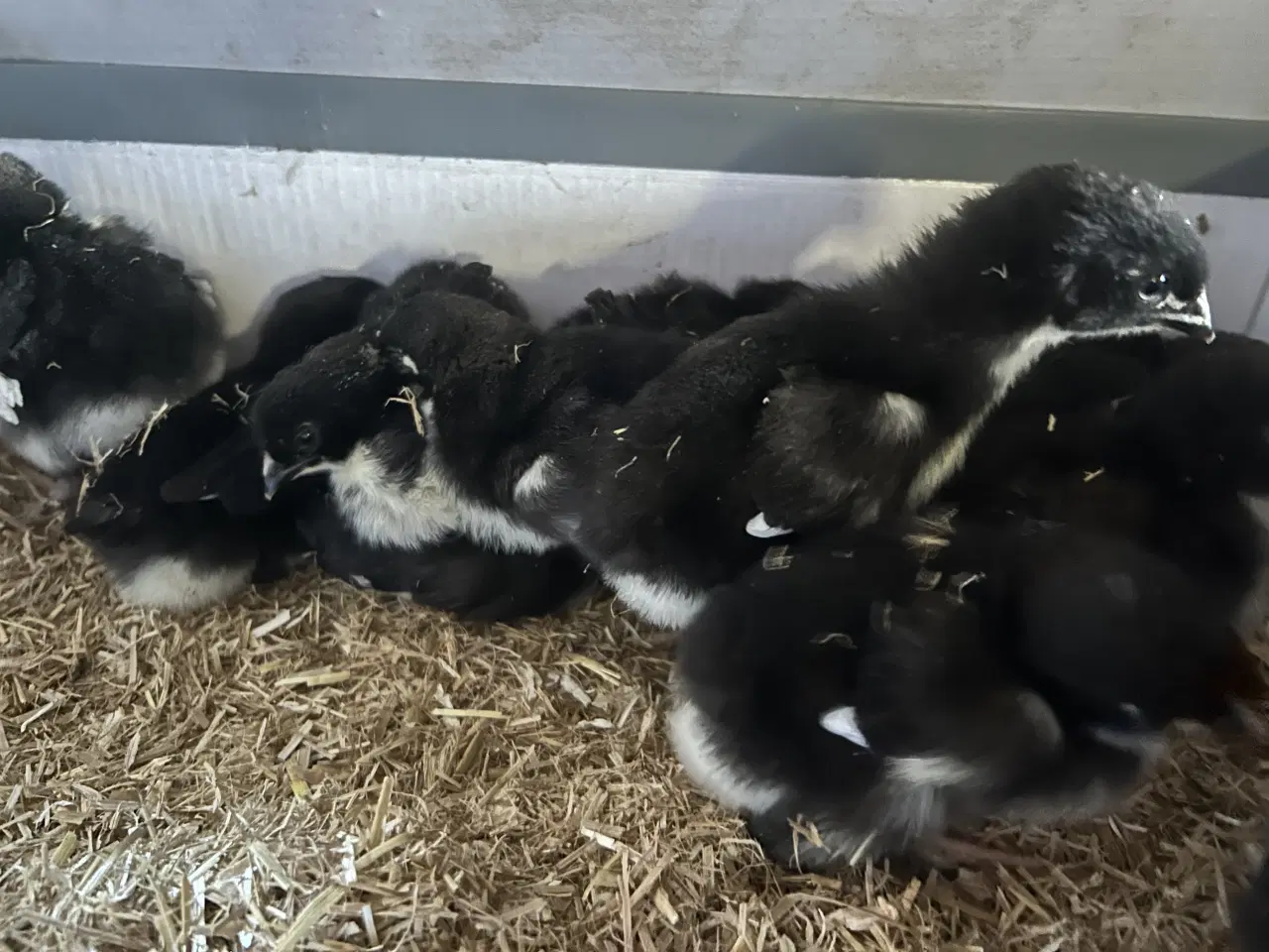 Billede 1 - Kobber Maran kyllinger