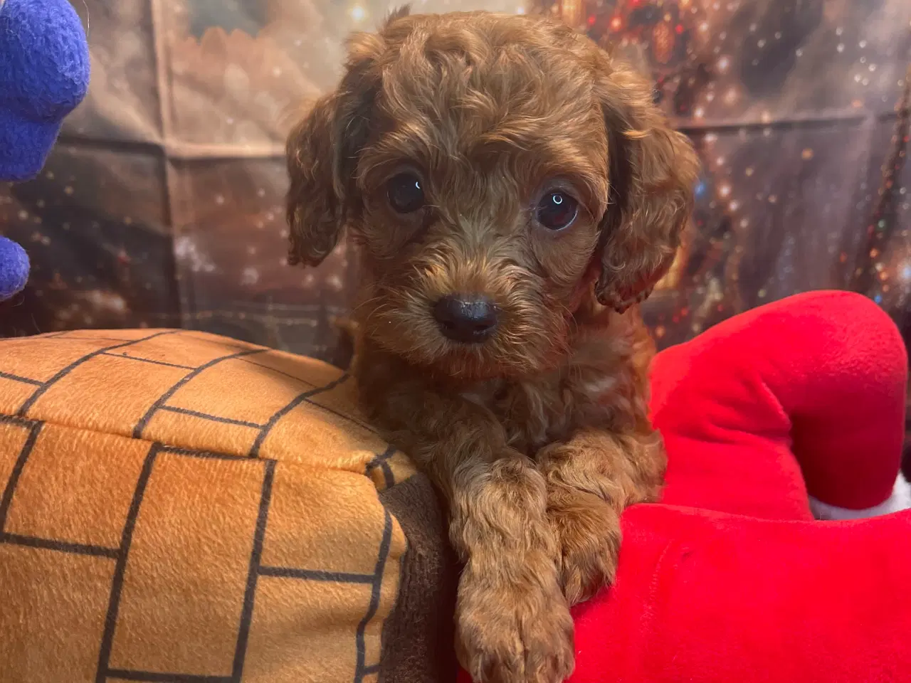 Billede 4 - Mini Amerikansk Cockapoo