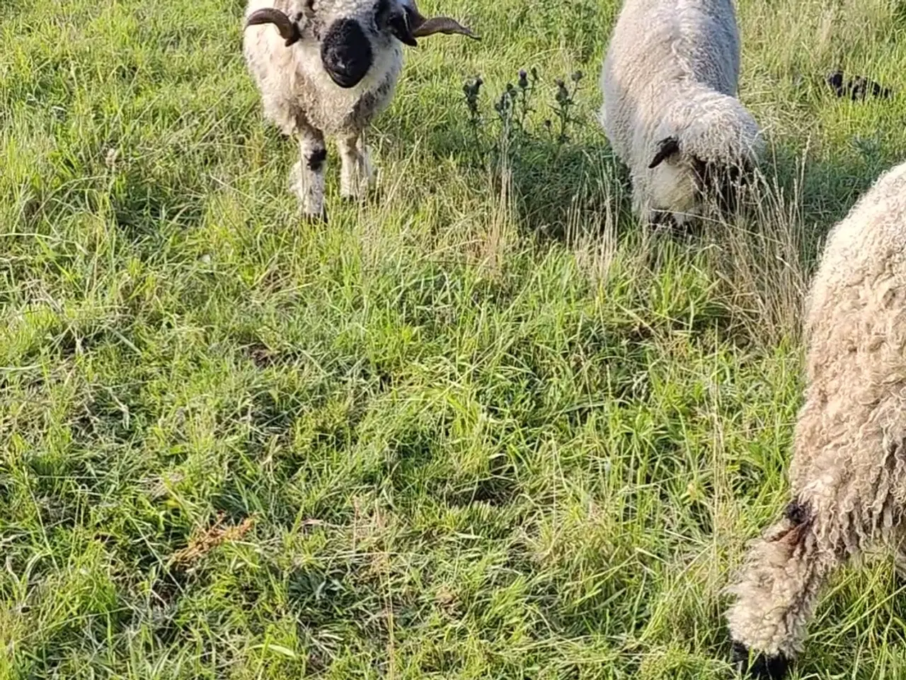 Billede 2 - Black nose og en spælsauer 