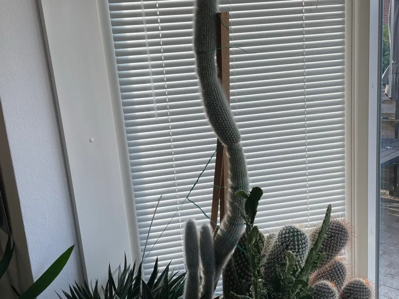 Billede 3 - kaktus